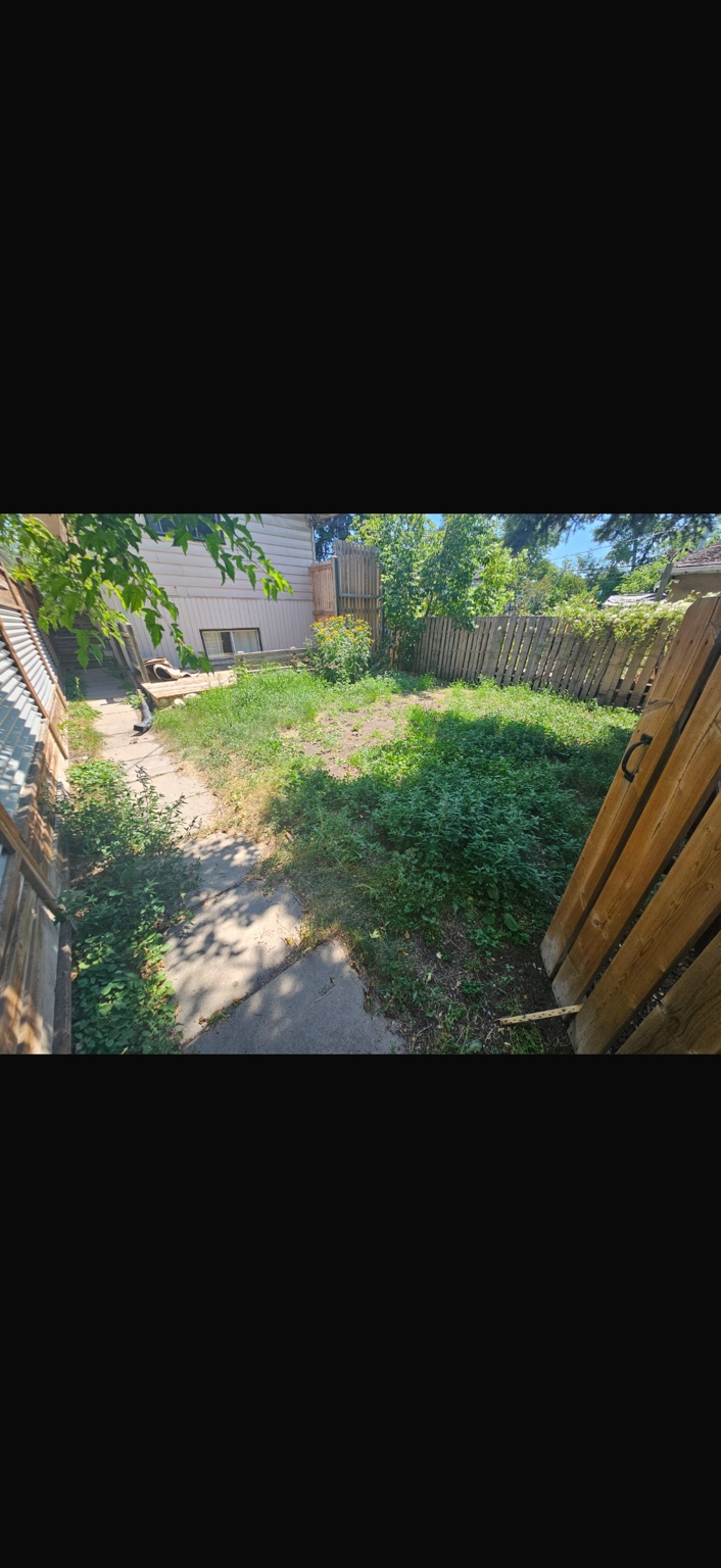 Overgrown backyard before improvements